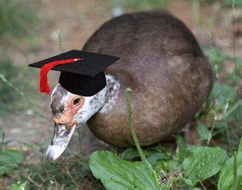 Scovie Graudates